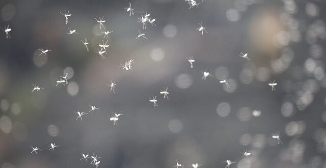 how to get rid of gnats